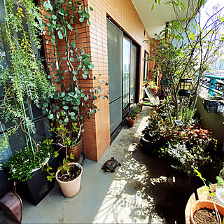 亀 ベランダガーデニングのおしゃれなインテリアコーディネート レイアウトの実例 Roomclip ルームクリップ