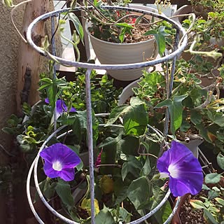 植物 朝顔のインテリア実例 Roomclip ルームクリップ 植物 朝顔のインテリア実例 Roomclip ルームクリップ