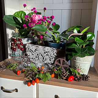 カシワバゴムの木 名前わからない観葉植物のインテリア実例 Roomclip ルームクリップ