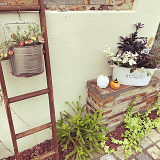 寄せ植え クランベリーのインテリア実例 Roomclip ルームクリップ