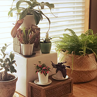 食虫植物 ハエトリソウのインテリア実例 Roomclip ルームクリップ 食虫植物 ハエトリソウのインテリア実例 Roomclip ルームクリップ