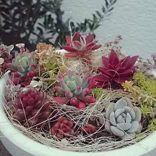 ベッド周り/ベット周りではないです/NO GREEN NO LIFE/多肉植物/多肉初心者...などのインテリア実例 - 2016-01-12 17:11:07
