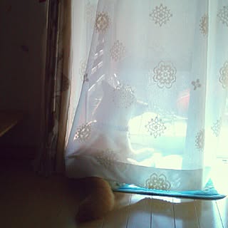 リビング/いぬですみません/午後の日差し♡/いいね、ありがとうございます！のインテリア実例 - 2015-02-11 14:01:38