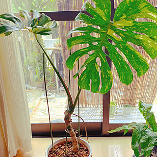 モンステラ デリシオーサのインテリア実例 Roomclip ルームクリップ