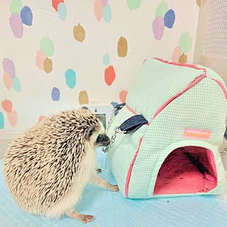 ペット ハリネズミのインテリア レイアウト実例 Roomclip ルームクリップ