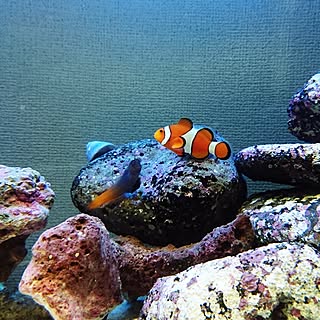 クマノミのインテリア実例 Roomclip ルームクリップ