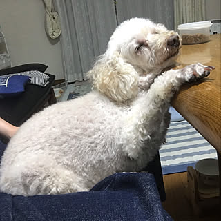 愚痴ってすみません(´-_-。`)/植物のある暮らし/犬と暮らす/部屋全体のインテリア実例 - 2019-10-18 00:35:20