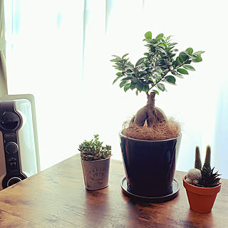 ガジュマル/サボテン初心者/サボテン寄せ植え/サボテン/多肉植物のある暮らし...などのインテリア実例 - 2019-12-01 12:13:46