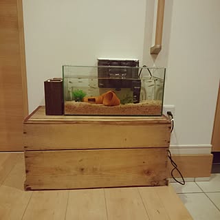 めだか/メダカの水槽/水槽/水槽台/りんご箱/メダカのエサのケースを目隠し...などのインテリア実例 - 2016-01-12 17:59:08