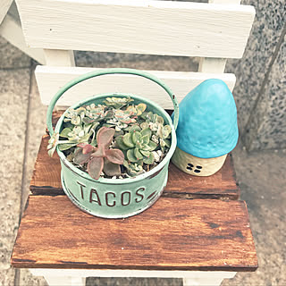 多肉植物 メビナのインテリア実例 Roomclip ルームクリップ