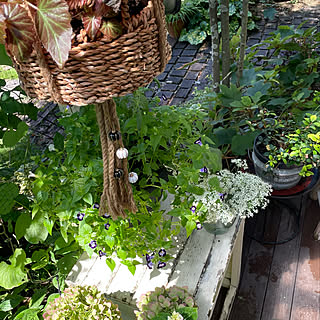 玄関 入り口 ニラの花のインテリア実例 Roomclip ルームクリップ