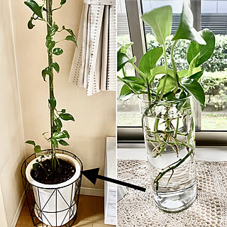 ポトス水挿し 良いね コメント有難う のインテリア実例 Roomclip ルームクリップ