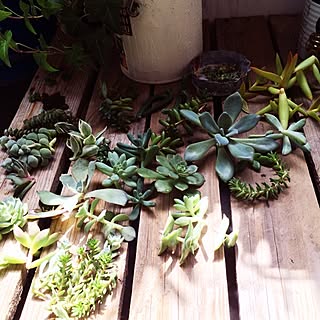 玄関/入り口/秋のちょんぱ祭り/72mikan factory /多肉植物/マグアンプ撒きまくりのインテリア実例 - 2014-09-26 11:26:00