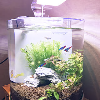 鑑賞熱帯魚のインテリア実例 Roomclip ルームクリップ 鑑賞熱帯魚のインテリア実例 Roomclip ルームクリップ