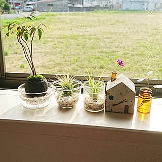 ダイソー ミニ盆栽のインテリア実例 Roomclip ルームクリップ