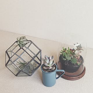 多肉植物 室内のインテリア実例 Roomclip ルームクリップ 多肉植物 室内のインテリア実例 Roomclip ルームクリップ