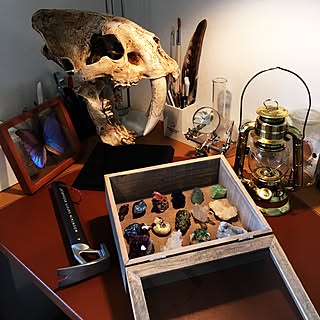 標本 ヴンダーカンマーのインテリア実例 Roomclip ルームクリップ