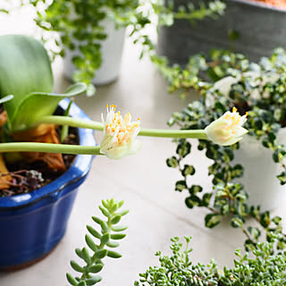 マユハケオモトのインテリア実例 Roomclip ルームクリップ