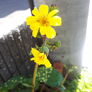 ツワブキ 斑入りのインテリア実例 Roomclip ルームクリップ