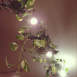 観葉植物 吊り下げフックのインテリア実例 Roomclip ルームクリップ 観葉植物 吊り下げフックのインテリア実例 Roomclip ルームクリップ