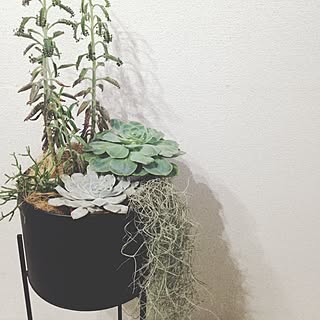 多肉植物 不死鳥のインテリア実例 Roomclip ルームクリップ