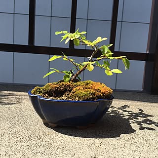 盆栽 ニレケヤキのインテリア実例 Roomclip ルームクリップ