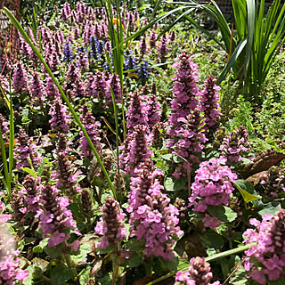 アジュガ 花のある暮らしのインテリア実例 Roomclip ルームクリップ