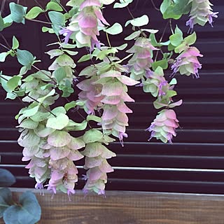 オレガノ 地植えのインテリア実例 Roomclip ルームクリップ