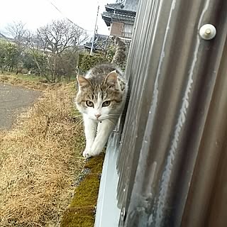 ベッド周り/猫/ねこのいる風景/風景?/実家のヌコ...などのインテリア実例 - 2017-02-22 20:05:01