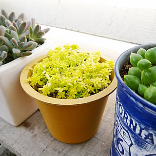 多肉植物 ゴールデンカーペットのおしゃれなアレンジ 飾り方のインテリア実例 Roomclip ルームクリップ