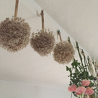 壁/天井/花が好き/ドライフラワー作製中/ギガンジウムのドライ✨/RCの出会いに感謝♡...などのインテリア実例 - 2018-07-19 17:55:19