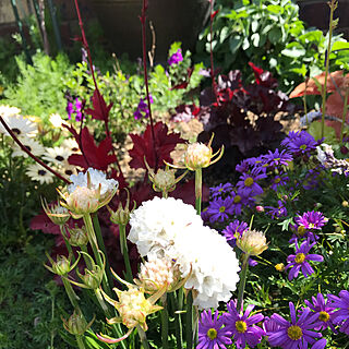 お庭の花/綺麗です♡/れんがブロック。/いい天気~♡/綺麗な色...などのインテリア実例 - 2021-04-15 07:12:27