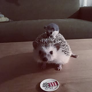 ハリネズミ リサ ラーソンのインテリア実例 Roomclip ルームクリップ