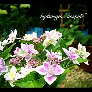 紫陽花 コンペイトウのインテリア実例 Roomclip ルームクリップ