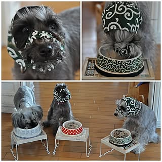 バス/トイレ/犬と暮らす家/シュナウザー/ドロボー柄/わんこごはんタイム...などのインテリア実例 - 2014-11-13 08:55:33