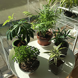 観葉植物 ラカンマキのインテリア実例 Roomclip ルームクリップ 観葉植物 ラカンマキのインテリア実例 Roomclip ルームクリップ