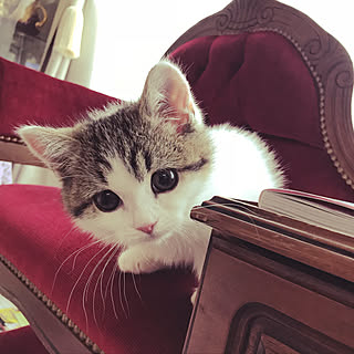 机/皆さまいつもありがとう御座います(^^)/皆さまの優しさに感謝します♪/出会い!/マロン♥️...などのインテリア実例 - 2018-07-02 17:12:06