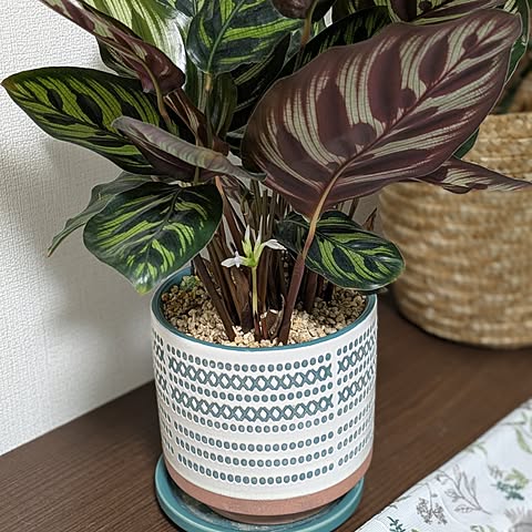 C3vOの画像