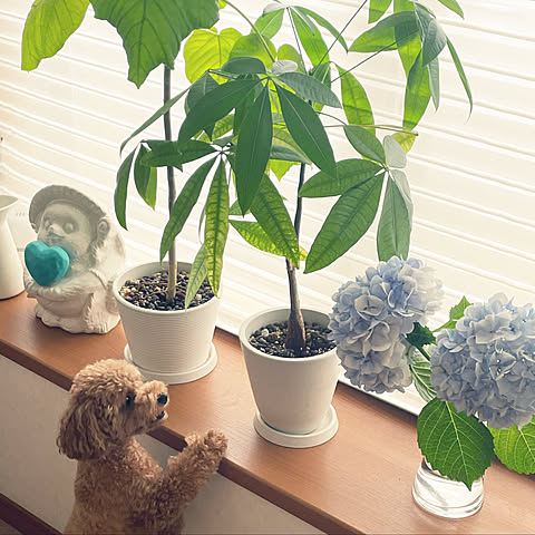 CiLoの画像