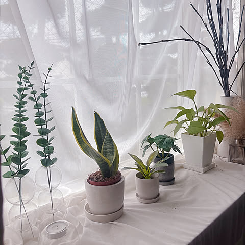 CiOBの画像