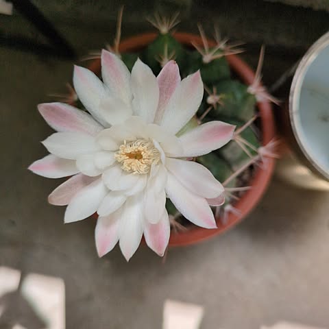 Cikfの画像