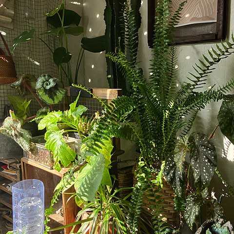 CIK9の画像