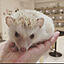 Hedgehogさんのアイコン画像