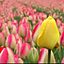 tulipさんのアイコン画像