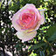 roserose555