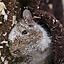 degudegu