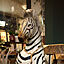 zebraさんのアイコン画像