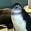 pingouinさんのアイコン画像