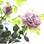 rose_garden4030さん