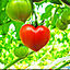 tomatoさんのアイコン画像